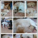 엘피코리아 이미지