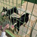 파트라슈반려견학교 이미지