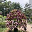염광고등학교 | 서울 수국명소 예쁜 곳 초안산수국동산 나들이 포토존 후기