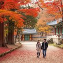 덕산 은행나무길 이미지