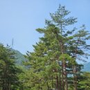 솔향 | [강릉] 솔향수목원 방문 후기