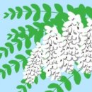 식물계의 ‘미운 오리새끼’ 아까시나무[서광원의 자연과 삶] 이미지