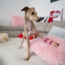 상록동물병원 이미지