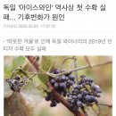 독일 '아이스와인' 역사상 첫 수확 실패... 기후변화가 원인 이미지