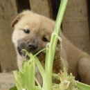 넌센스3 이미지