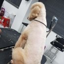 큐브애견미용학원 이미지