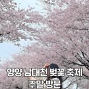 남대천 | 양양 가볼만한곳 양양 남대천 벚꽃 축제 주말 방문 후기