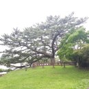 제주 수산리 곰솔 이미지