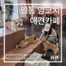 GS25하리점 | 수원 영통 유기견 입양 가능한 실내 애견카페 "양코치 애견카페"