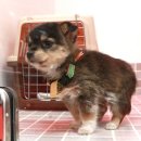 리본(Reborn) 이미지