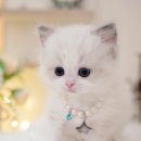 블루랙돌 이미지