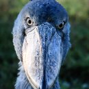 슈빌(Shoebill) 이미지