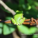굴개굴개 청개구리 | 예쁜 청개구리 Tree frog