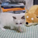 대구고양이분양 나비캣 이미지