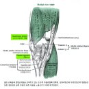 3 - Vastus Intermedius 중간넓은근 중간광근(中間廣筋) 이미지