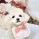 까리하개 이미지