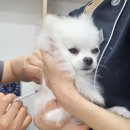 푸른하늘 동물병원 이미지