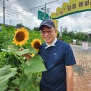 함안 연꽃 해바라기 축제 이미지