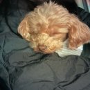 분당24시동물의료센터 | 봉담동물병원 봉담2지구 24시 봉담동물의료센터 후기