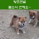 왕초켄넬 이미지