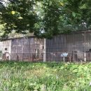 신축호랑이사 이미지