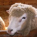 수정목장 이미지