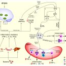 Re: 교감신경 항염증 경로 통시적 탐구 --＞ 전침 자극 10Hz 이미지