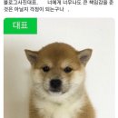 박시연 아커만이 겪은 비극들을 알려드리겠습니다