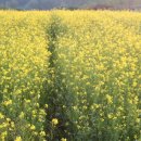 2025 회룡포 봄꽃축제 이미지