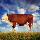 주식회사푸드랑 이미지