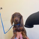 유폴24시 애견셀프목욕 이미지