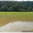 유기농업의 필수는 사람!!!..동력중경제초기작업동영상... 친구네농장 영농일기 2010 이미지