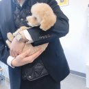 꽃남아 사랑해 이미지