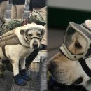 우리개 우리냥이 이미지