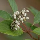 지리산 나무처럼 이미지