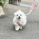 스모프치킨울진북면점 | 3월에도 눈이 오나요?