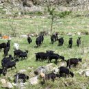 약산흑염소삼문산농장 이미지