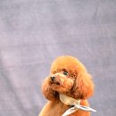 토미펫샵 이미지