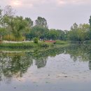 정원야생화 이미지