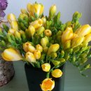 후리지아 이미지