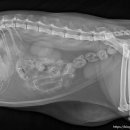 선부중앙동물의료센터 이미지