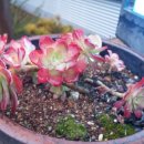 그냥찻집 이미지