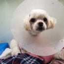 신도시동물병원 이미지