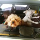 버블펫쌀롱 이미지