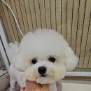 빠몽(PAWMONG) 이미지