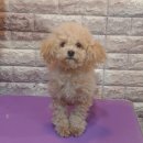 보미 펫 살롱 이미지