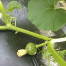 하니농장 이미지