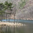 은해사 벚꽃길 이미지