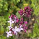 수수꽃다리 이미지