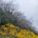 유달산 조각공원 | 목포 유달산 봄축제 조각공원의 수선화